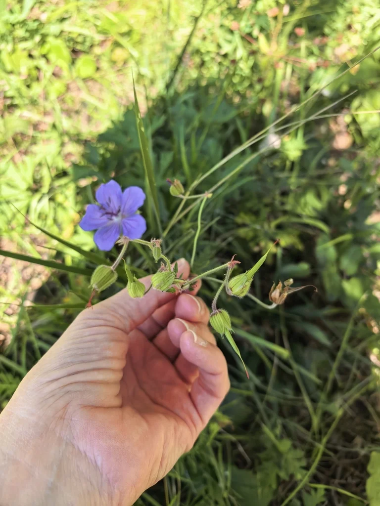 Geranium pratense