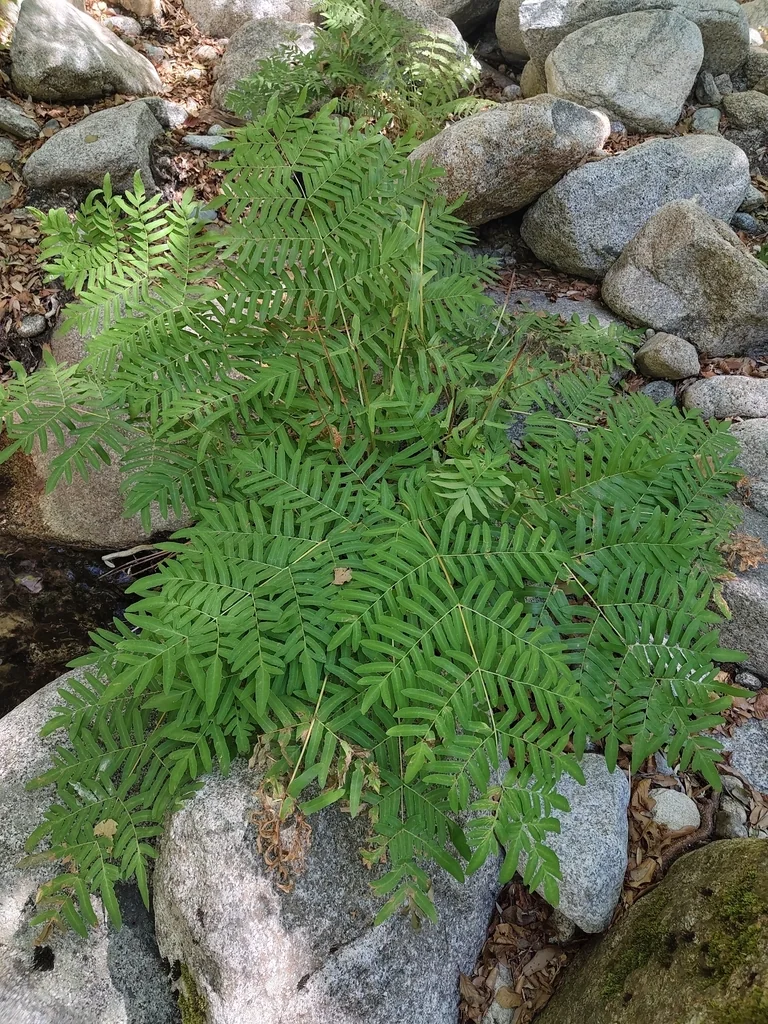 Osmunda Regalis
