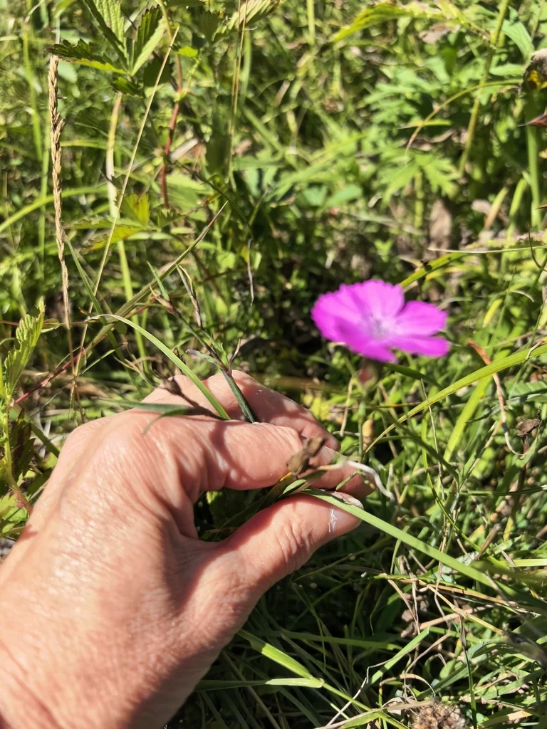 Dianthus Chinensis