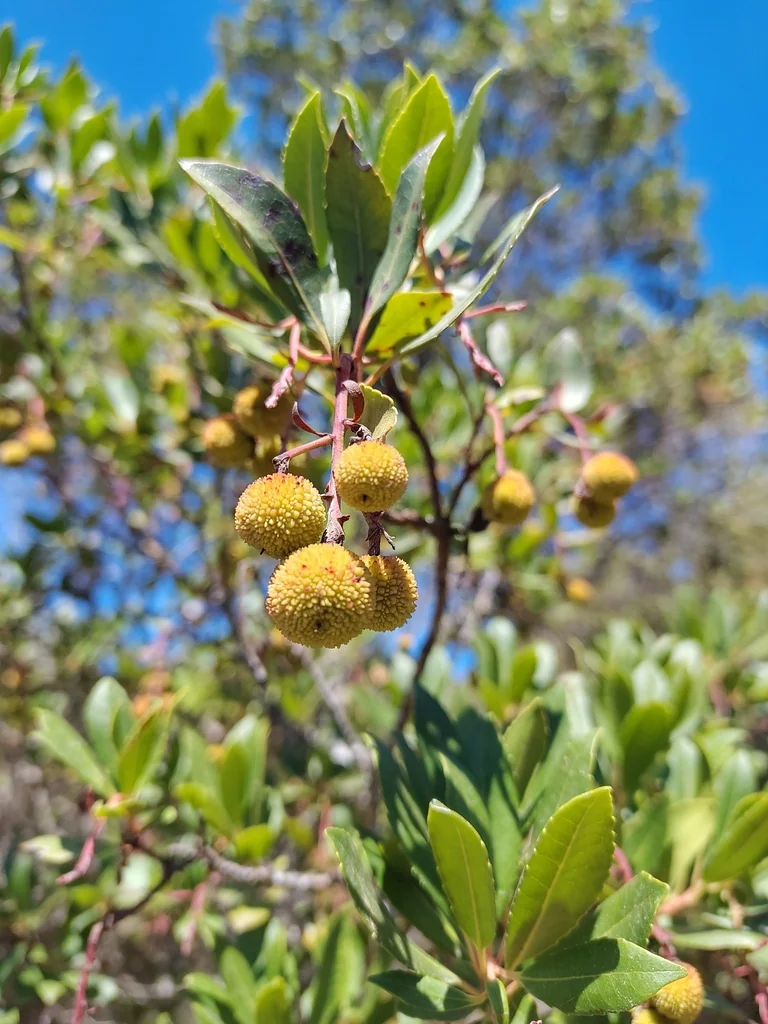 Arbutus Unedo