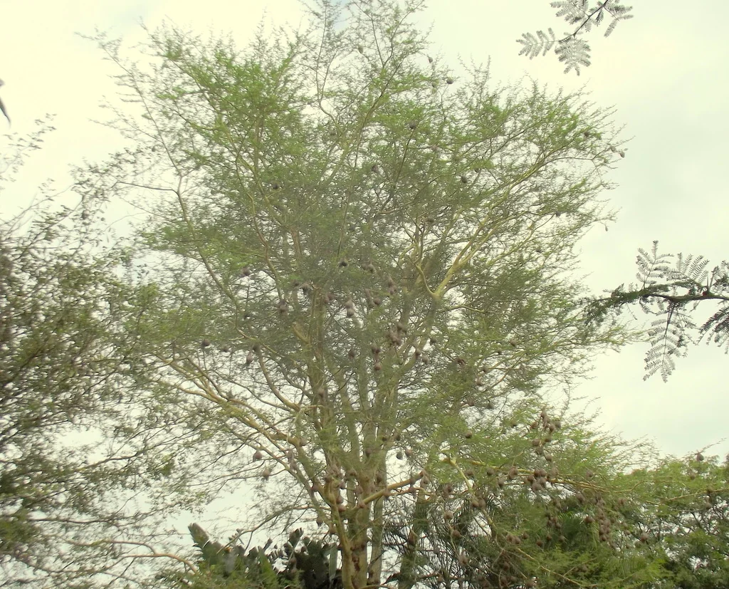 Acacia Xanthophloea