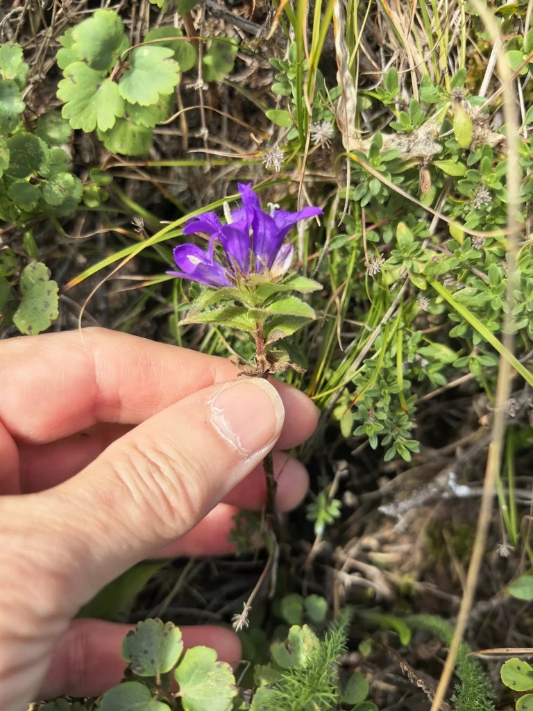 Campanula glomerata