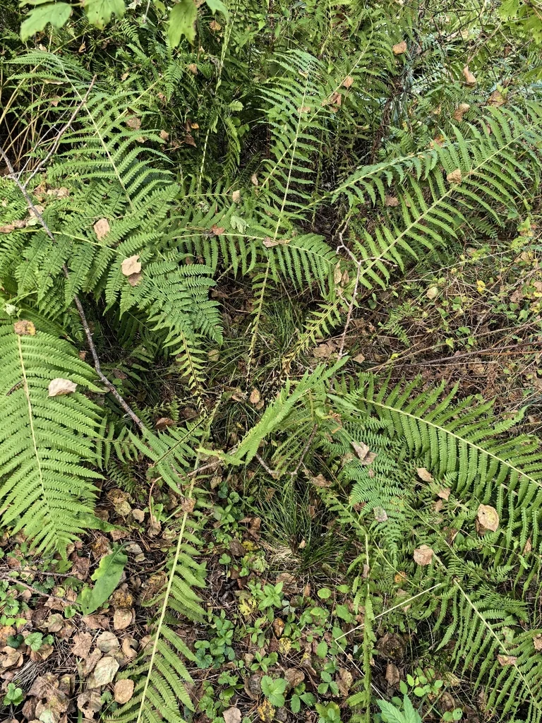 Matteuccia Struthiopteris