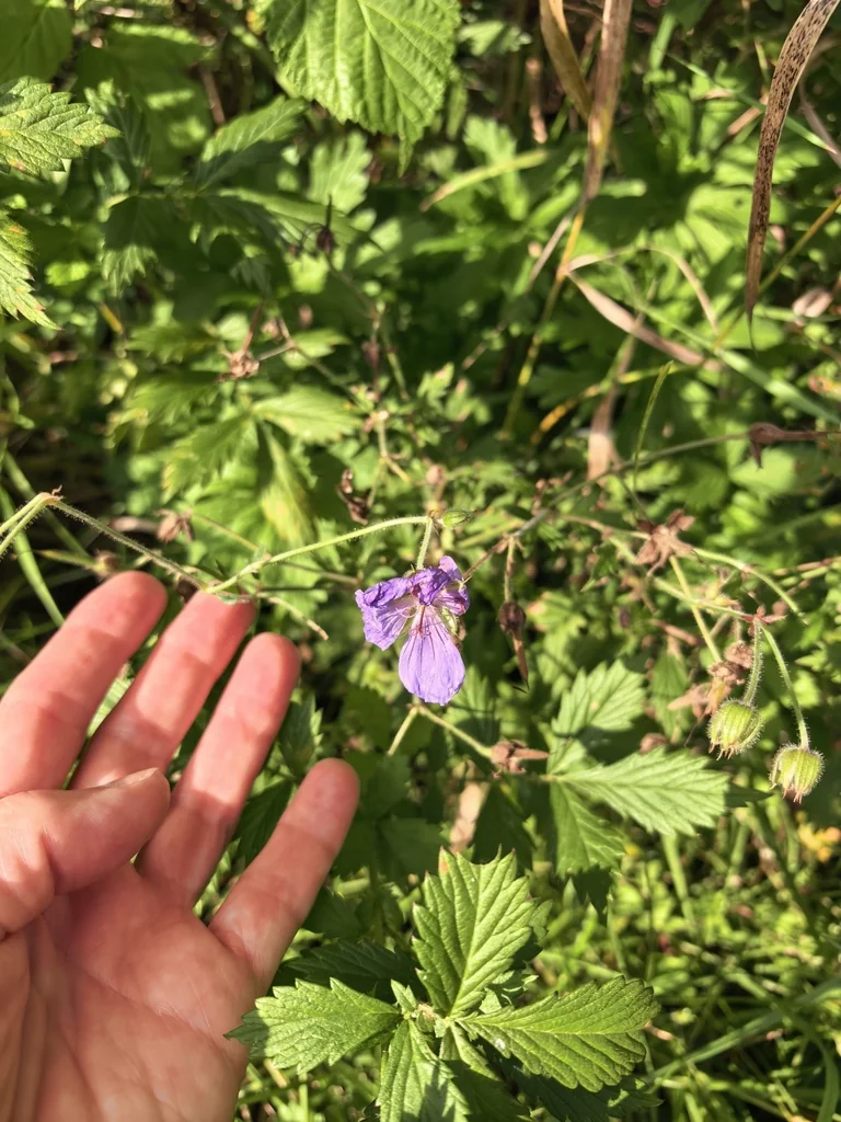 Geranium pratense