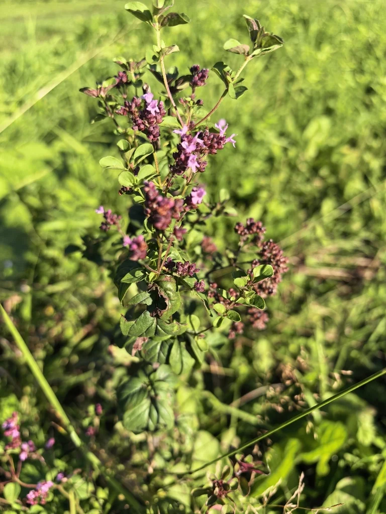 Origanum Vulgare