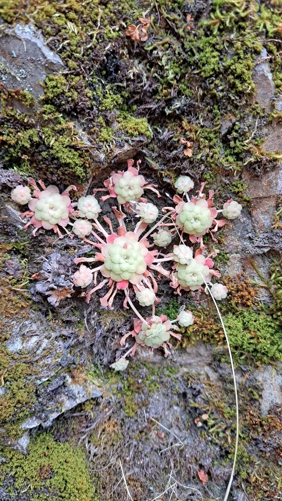 Sedum Spathulifolium