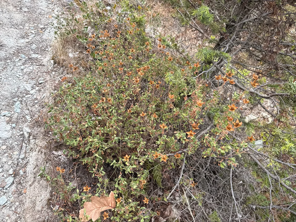 Cistus Creticus