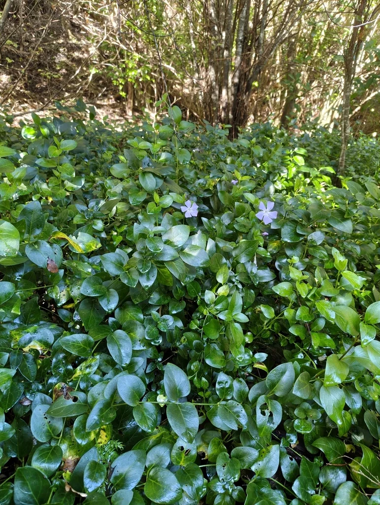 Vinca major