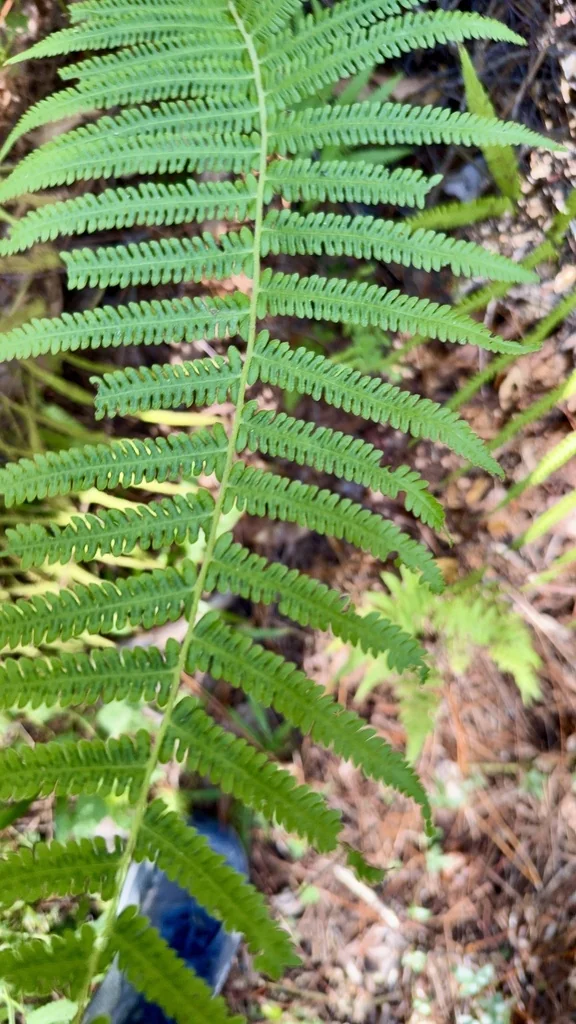 Thelypteris Normalis