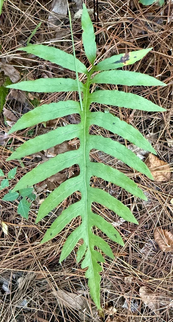 Woodwardia Areolata