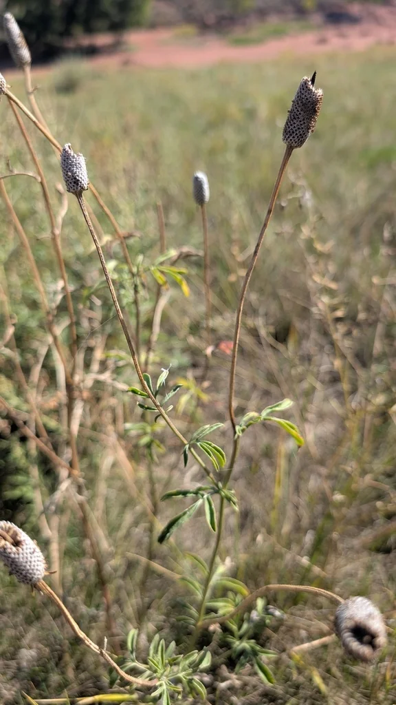 Ratibida Columnifera