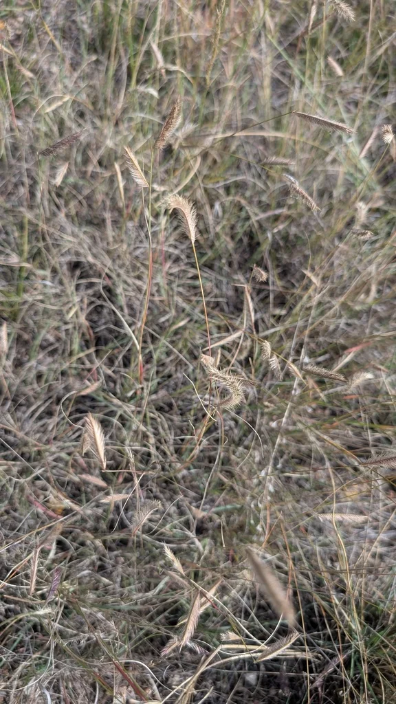 Bouteloua Gracilis