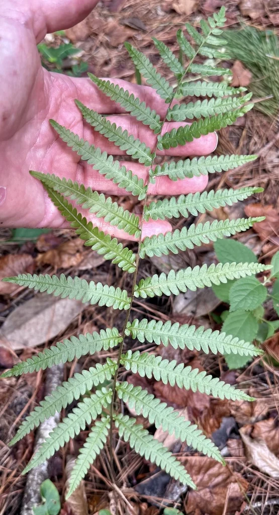 Woodwardia Virginica
