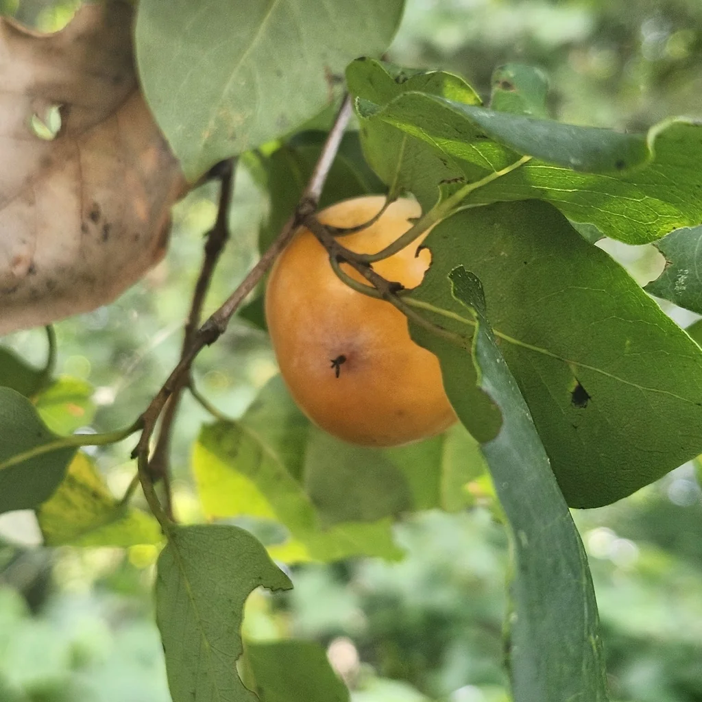 Diospyros Virginiana