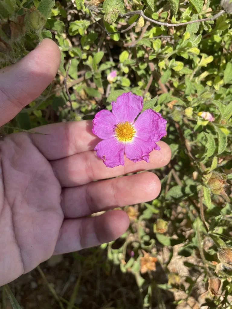 Cistus Creticus