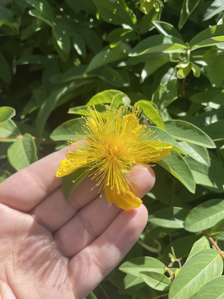 Hypericum Calycinum