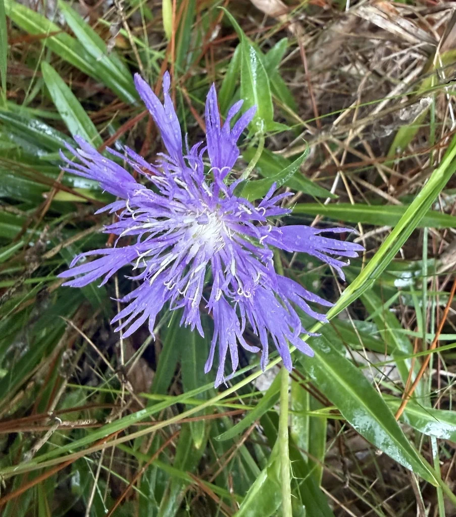 Stokesia laevis