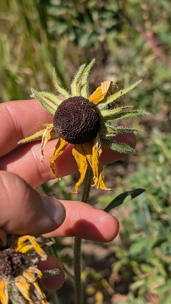 Rudbeckia Hirta
