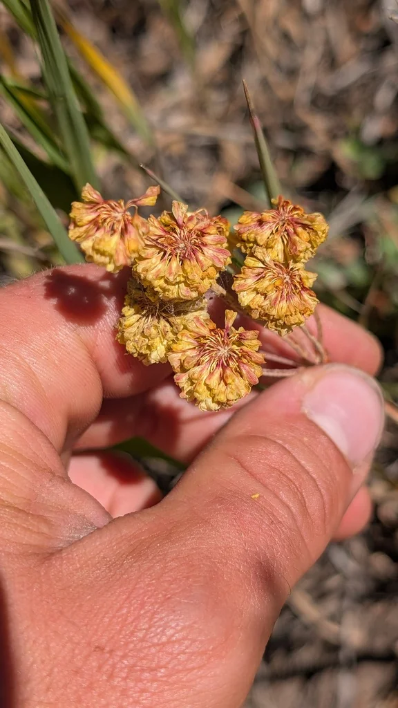 Eriogonum Umbellatum