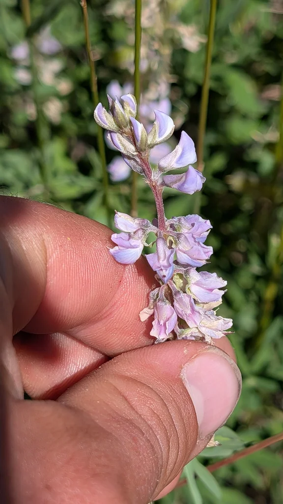 Lupinus Albifrons