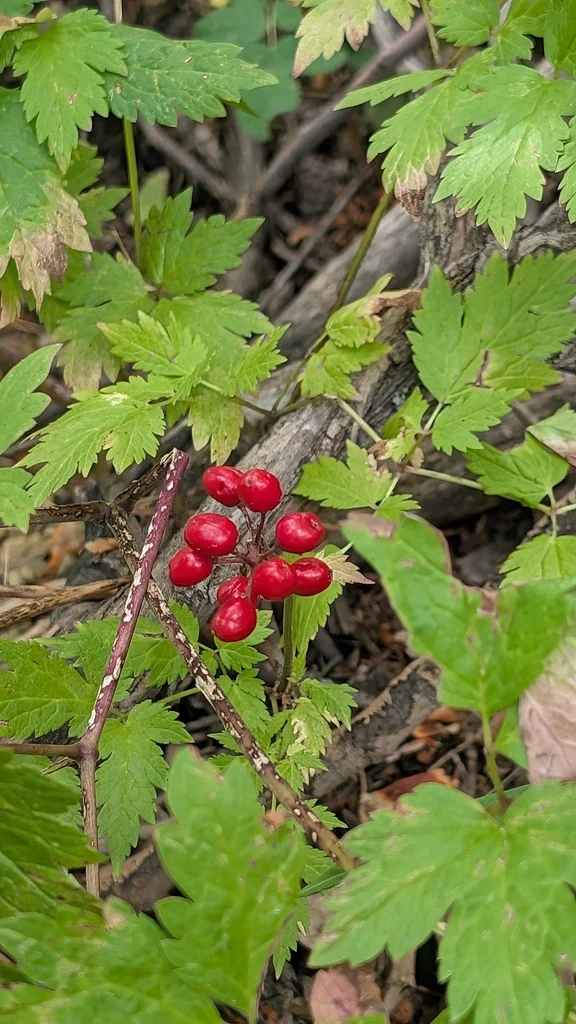 Actaea Rubra