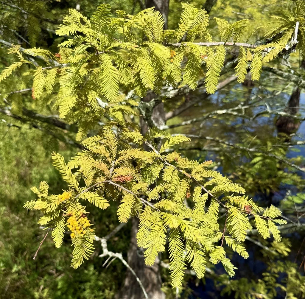 Taxodium Distichum