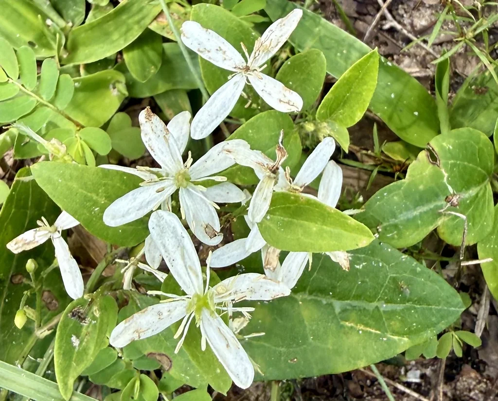 Clematis Ternifolia