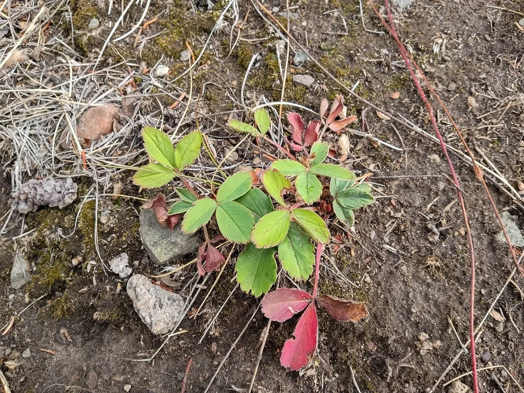 Fragaria Virginiana