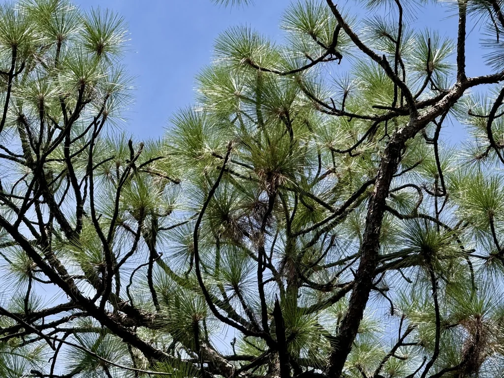 Pinus Palustris