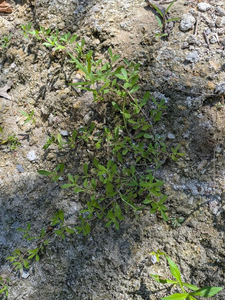 Lippia Nodiflora