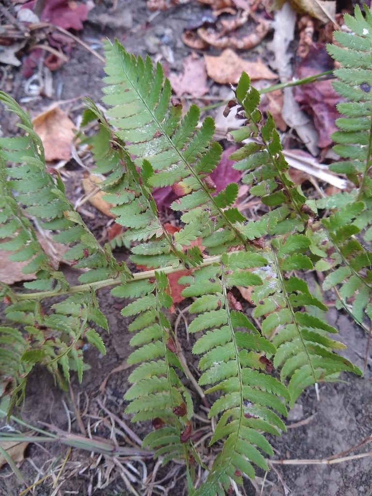 Dryopteris arguta