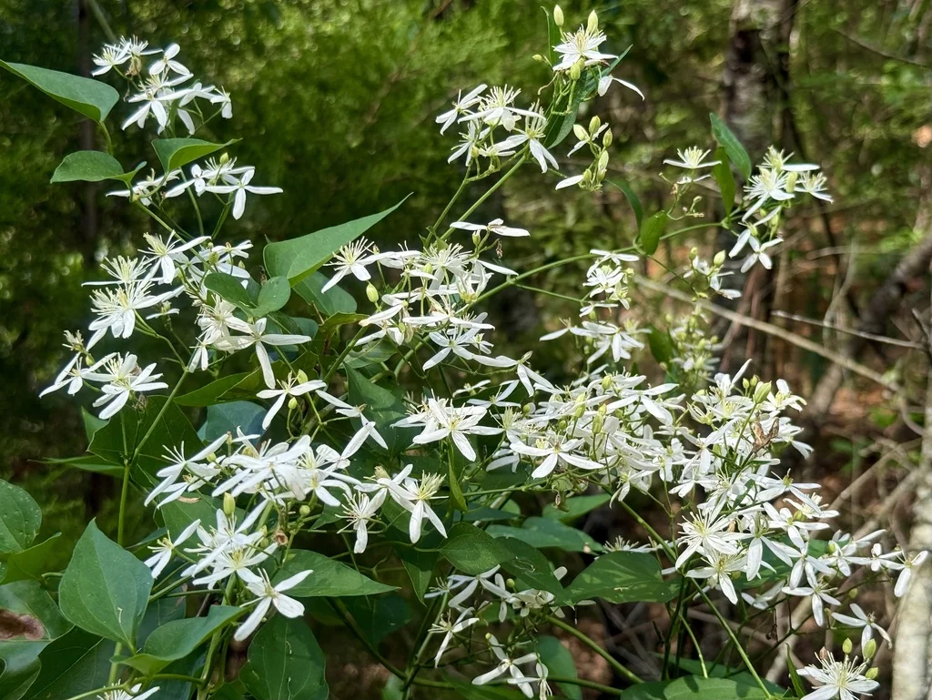 Clematis Ternifolia