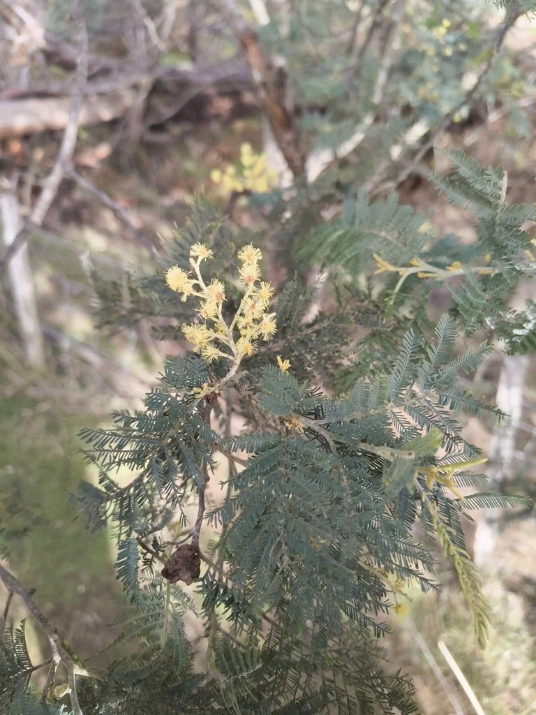 Acacia Dealbata