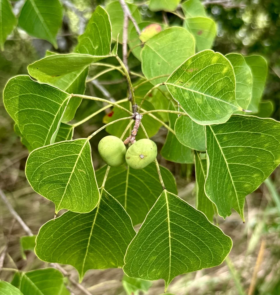 Triadica Sebifera