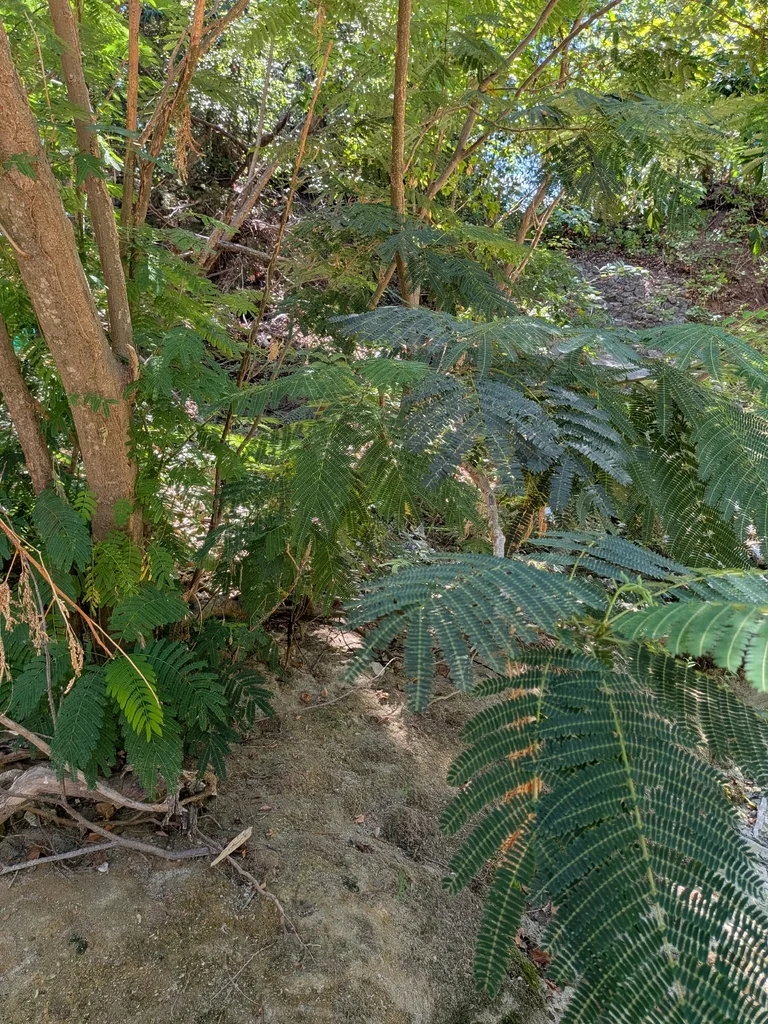 Albizia Julibrissin