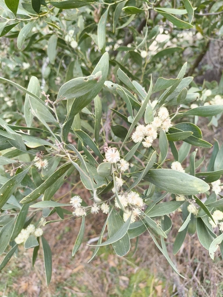 Acacia Melanoxylon