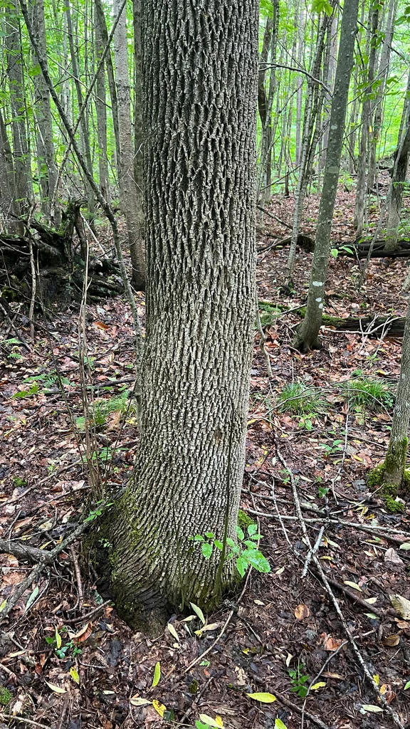 Fraxinus Americana