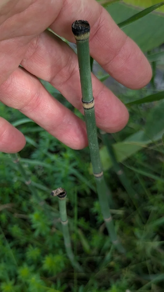 Equisetum Hyemale