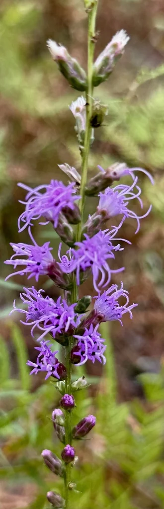 Liatris Spicata