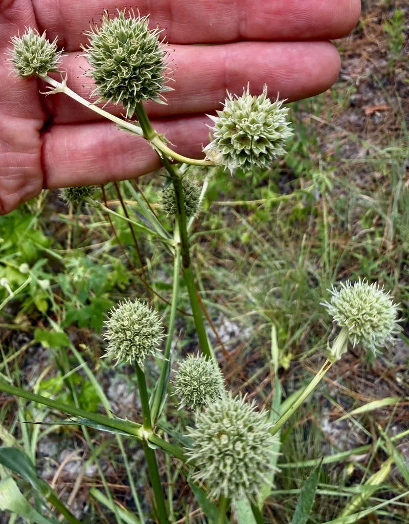 Eryngium Yuccifolium