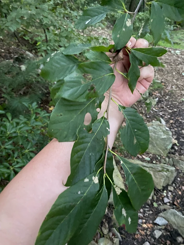 Nyssa Sylvatica
