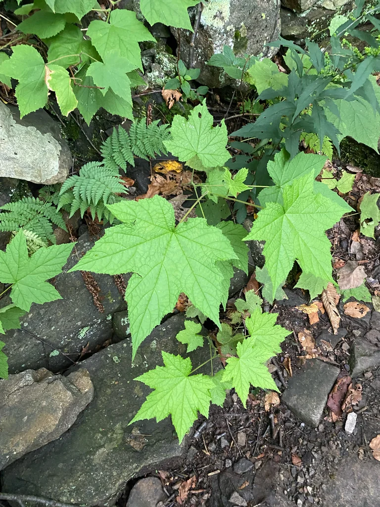 Rubus Odoratus