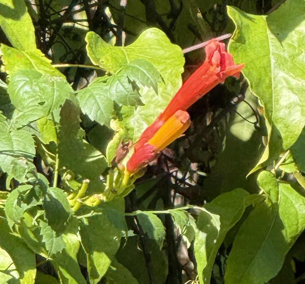 Campsis Radicans