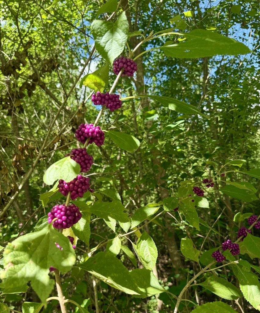 Callicarpa Americana