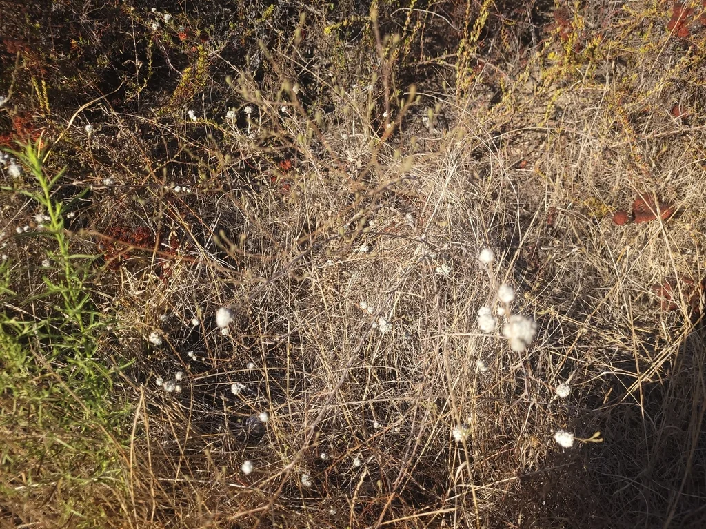 Lessingia Filaginifolia