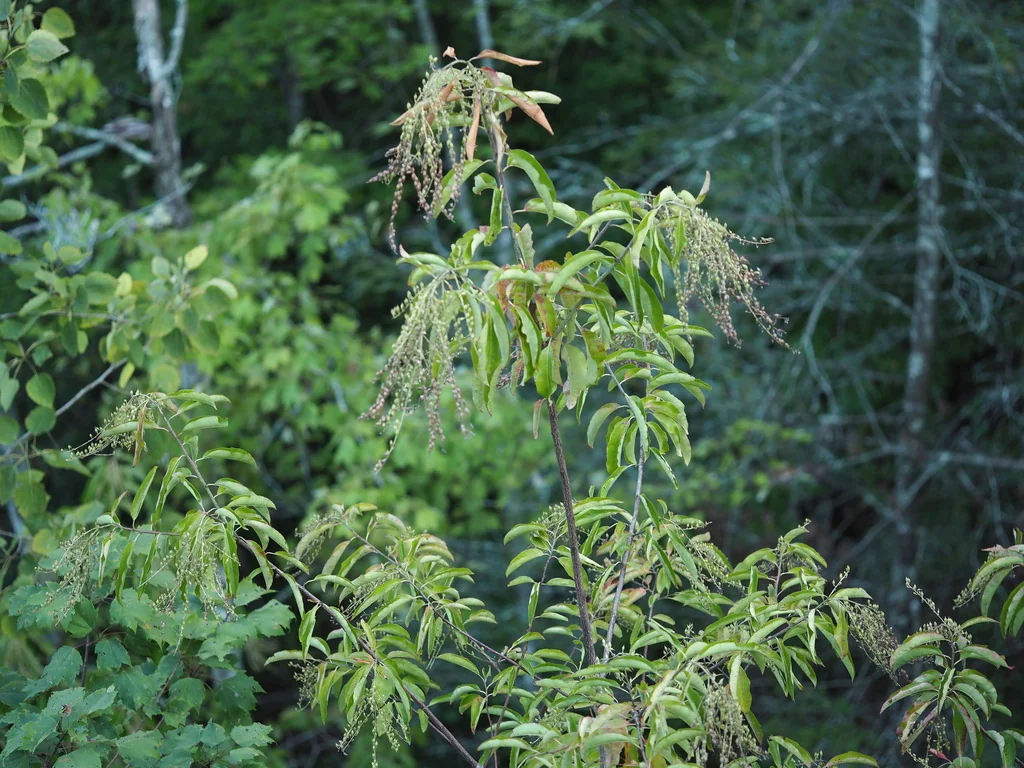 Oxydendrum Arboreum