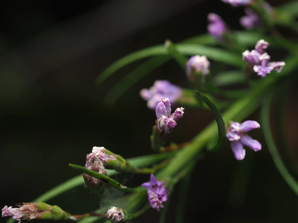 Liatris Microcephala