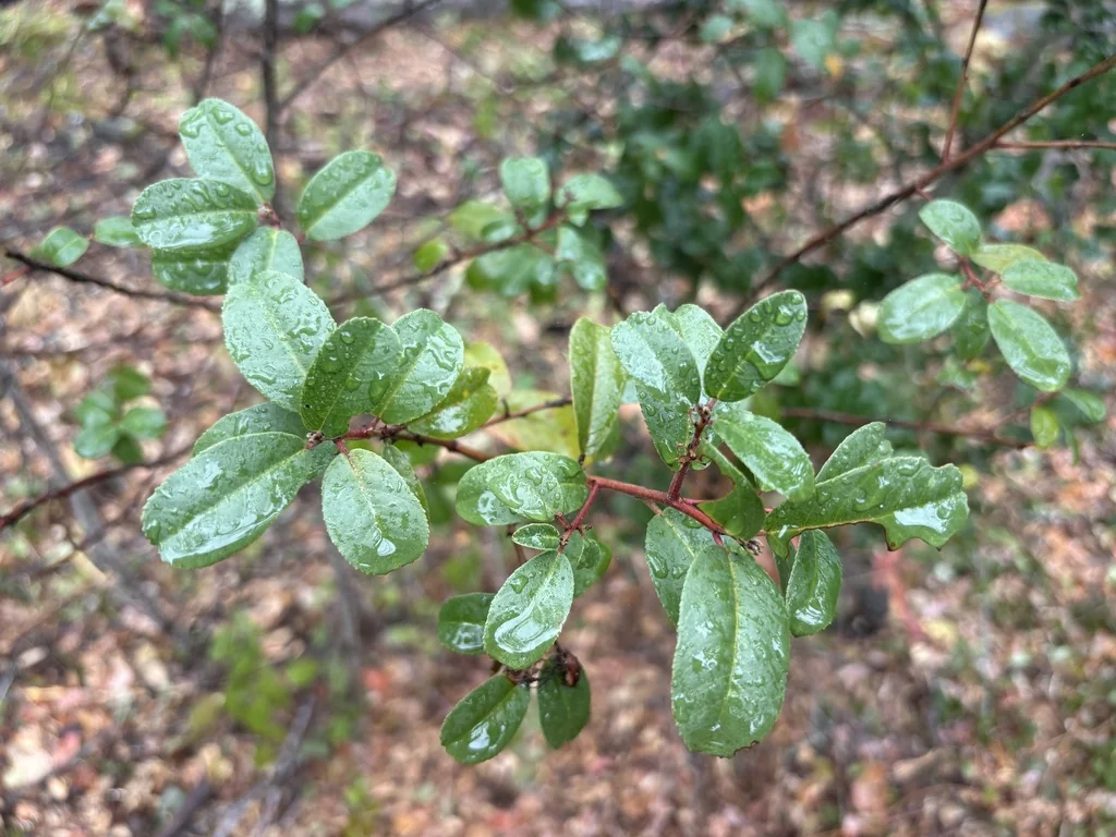 Frangula Californica