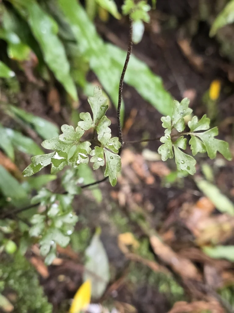 Clematis Paniculata