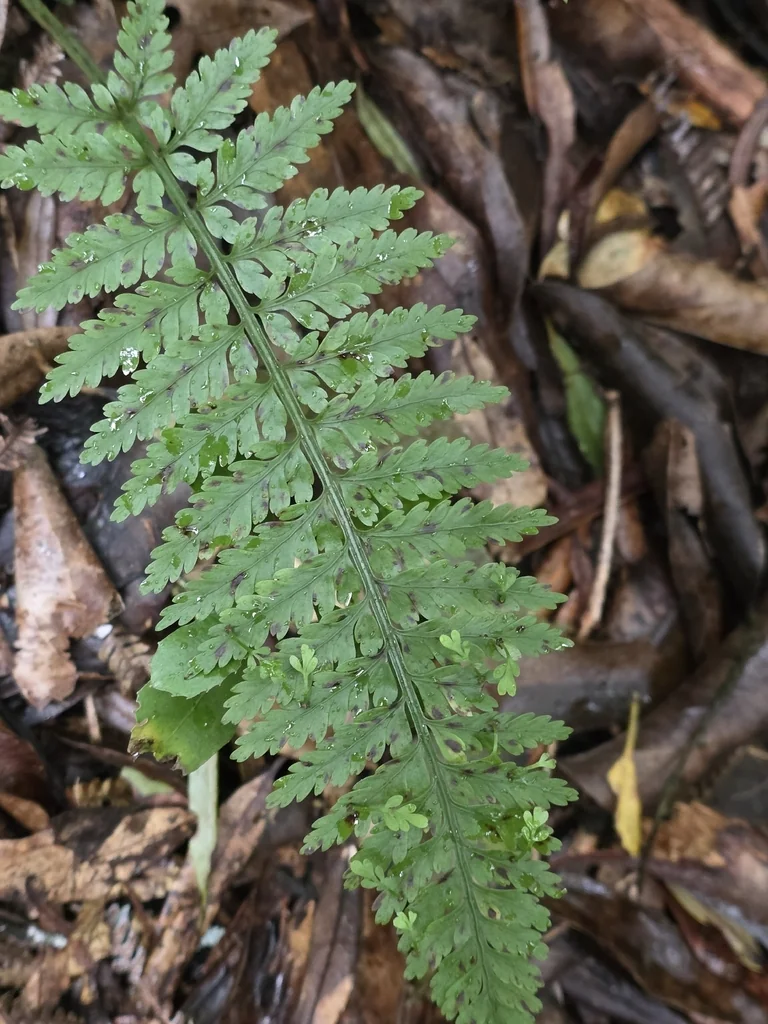 Asplenium Bulbiferum